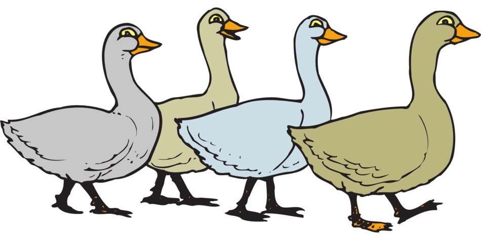 Pictured flock of colorful geese at white background