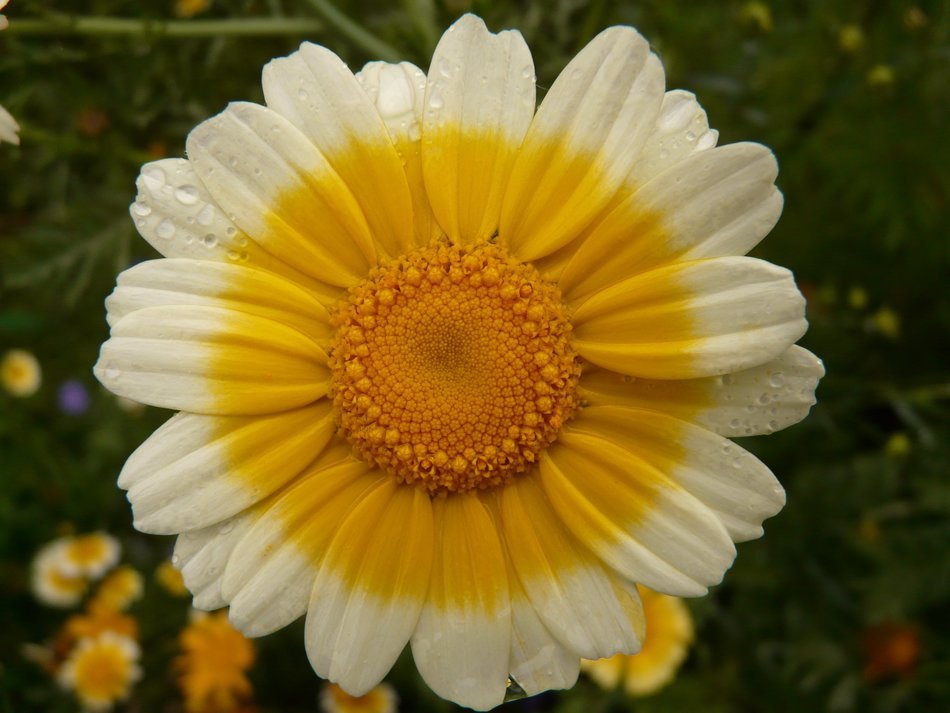flower with a yellow core and white petals