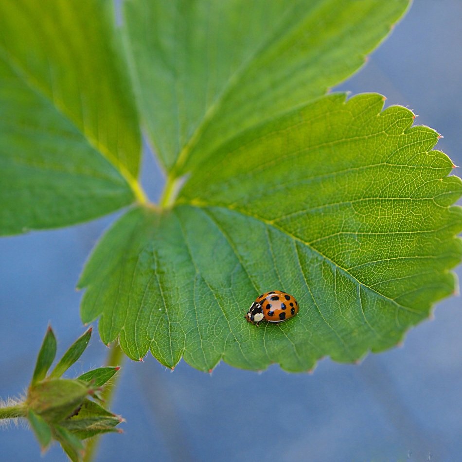 Colorful beautiful ladybug on the leaf close-up