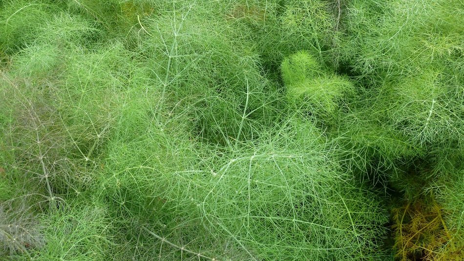 lush green grass in the garden