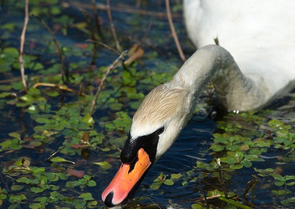 White swan on the water in the pond