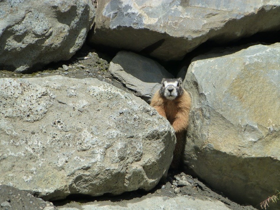 squirrel sits among the stones