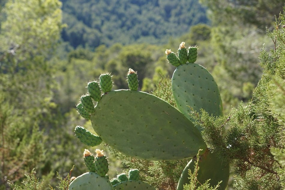cactus among green plants in the forest