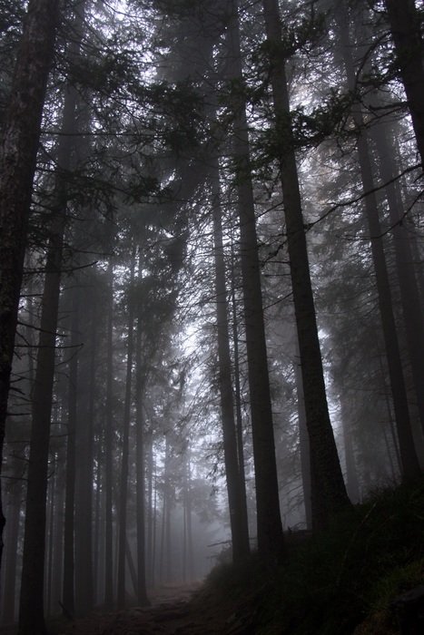 trees in the fog in the forest