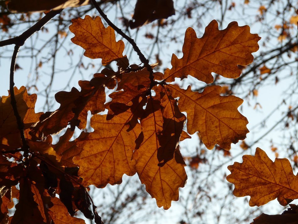 view of the sky through the leaves of oak