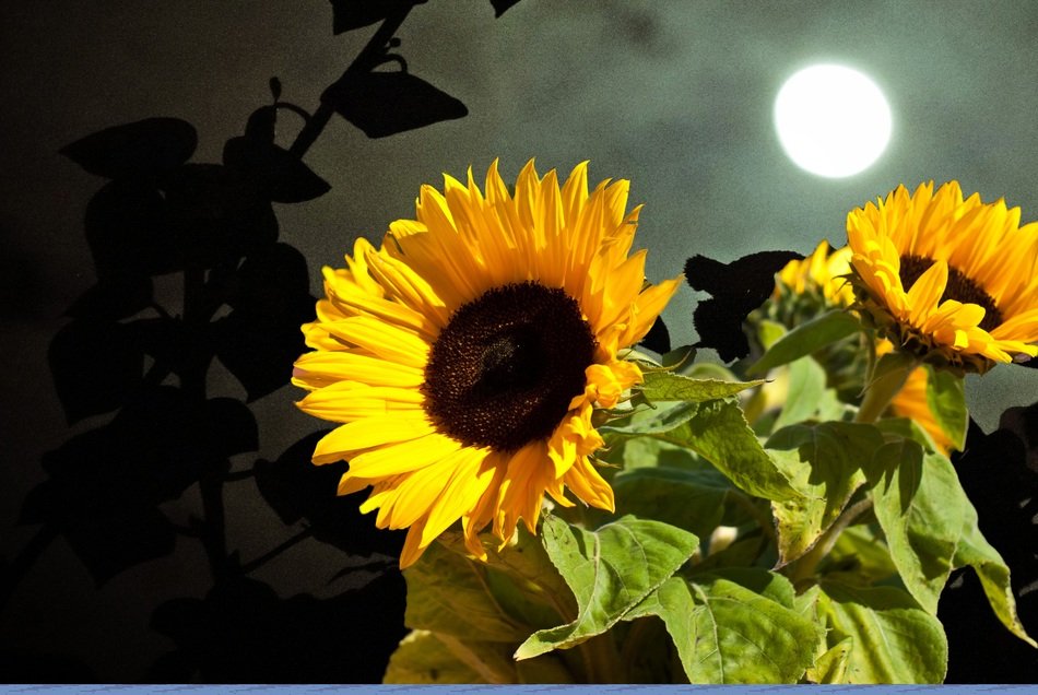 yellow sunflowers on the background of the full moon