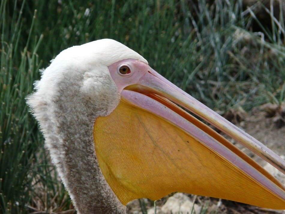 pelican bird with big mouth