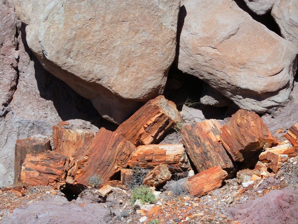 fossil wood and big rocks
