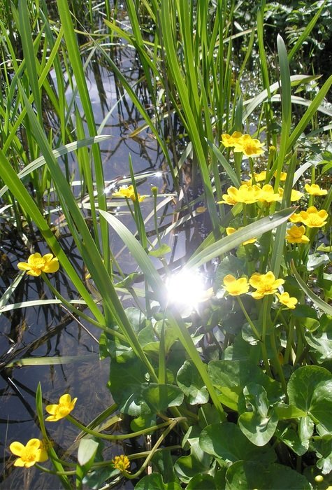 Flowers near pond at Spring