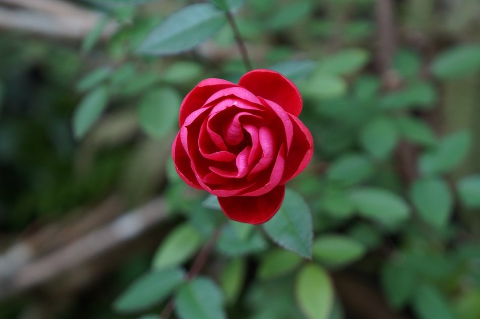 macro photography of the red flower
