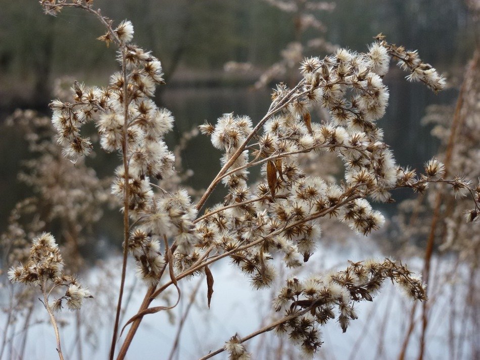 pond grass in the winter field