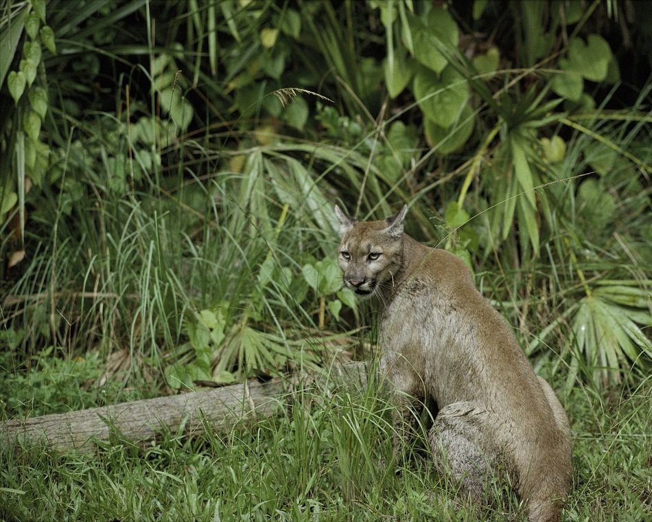 fascinating florida panther in the wildlife