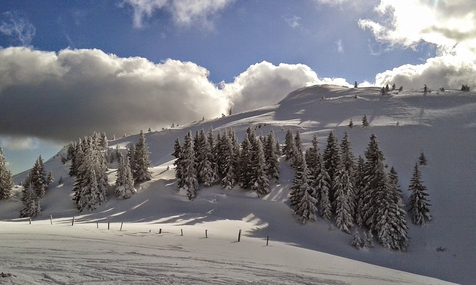 Christmas trees on the top of the mountain