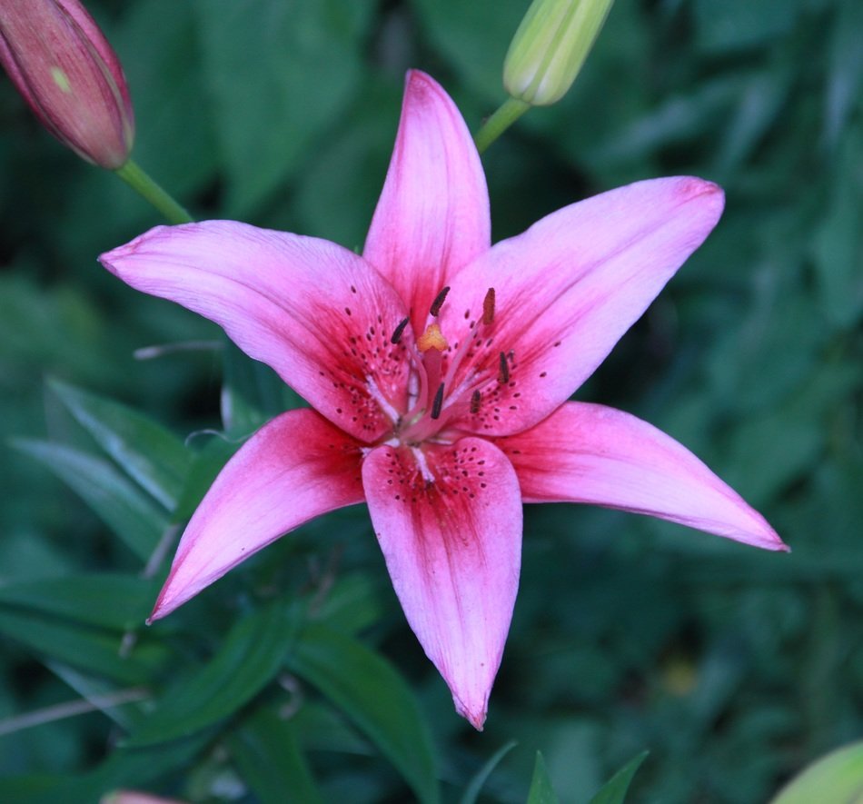 Pink and purple lily flowers