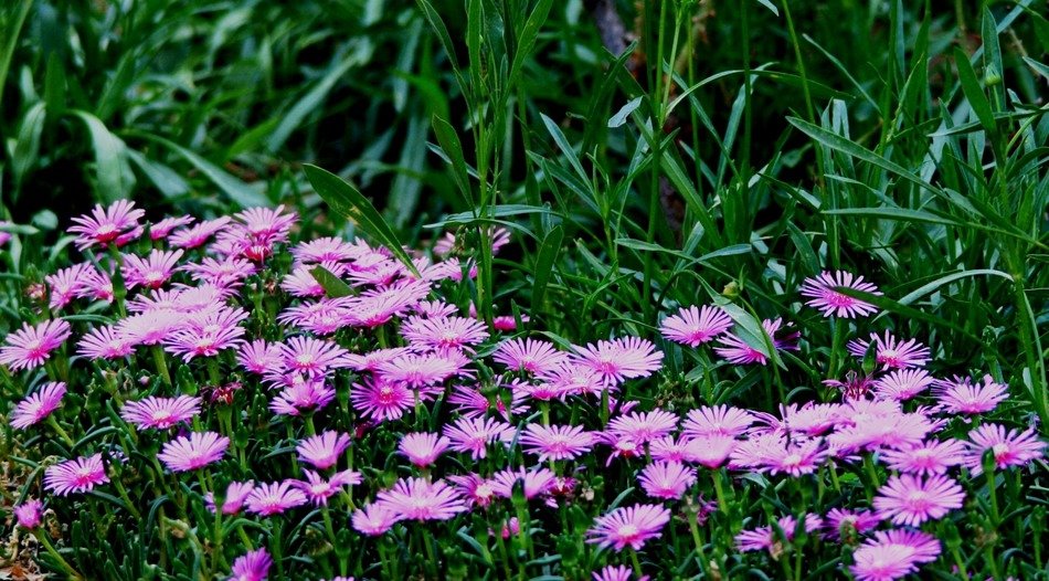 Purple vygies