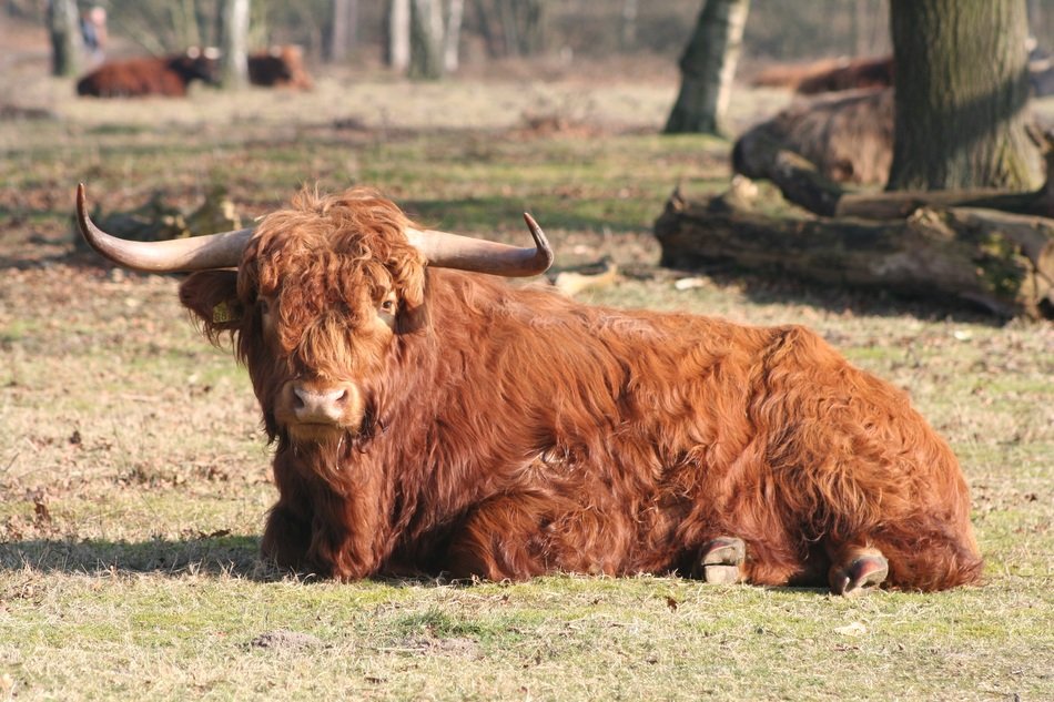 highlander in the netherlands