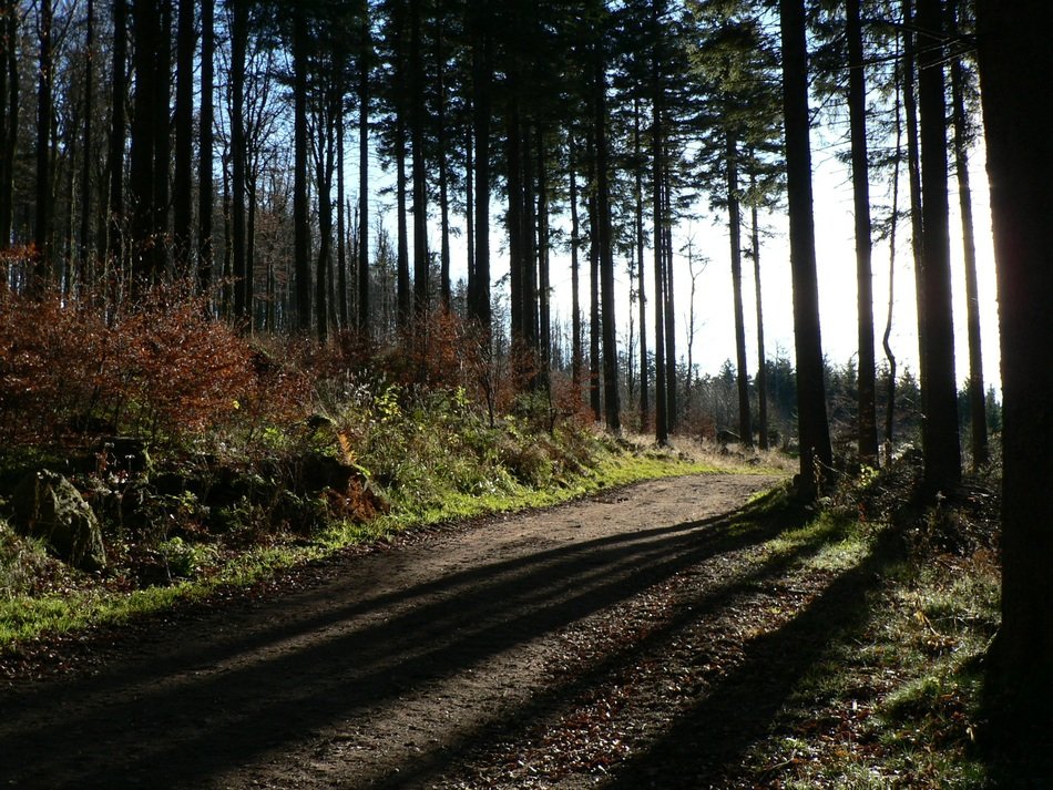 light and shadow in the forest of alsace