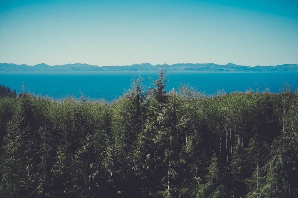 turquoise sky over green forest