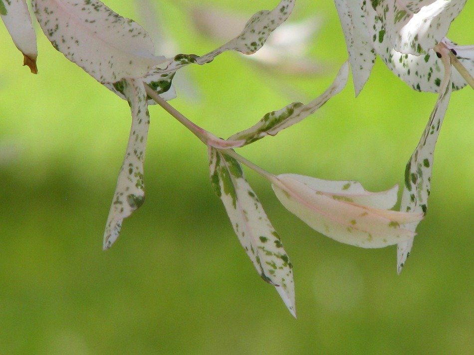leaves on a branch of a japanese tree on a green background