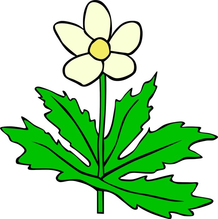 anemone flower leaf