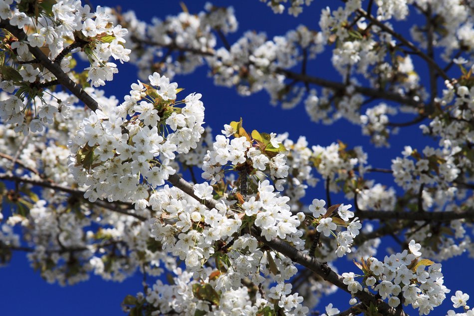 white cherry tree flowers in bloom