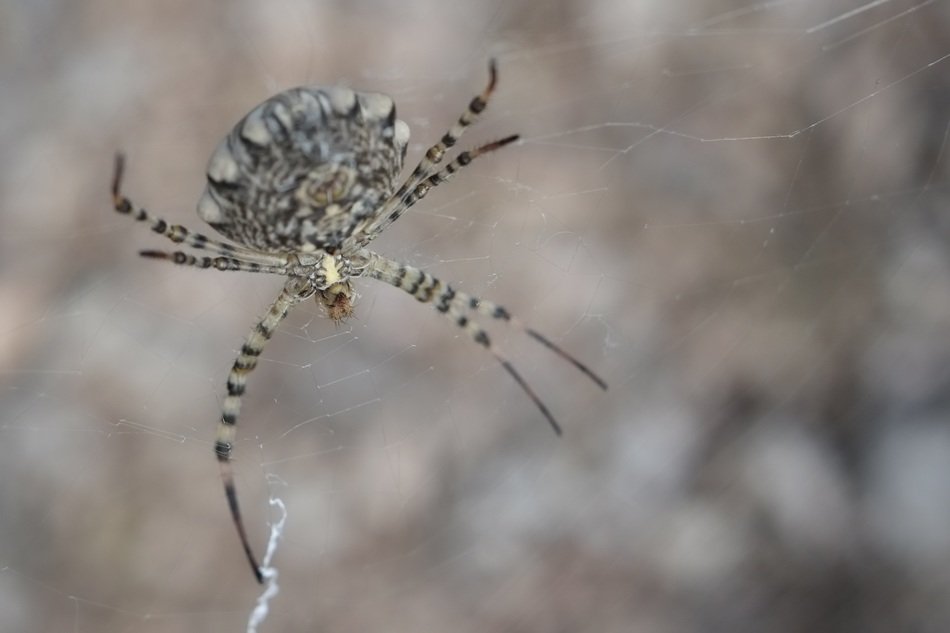 Brown and white spider