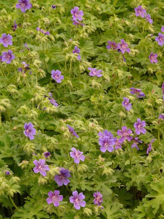 glade of the purple geranium
