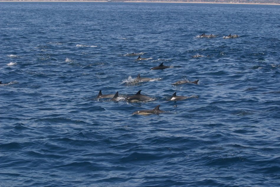 flock of dolphins in the waters of California