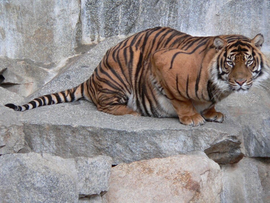 striped predator on stone in the reserve