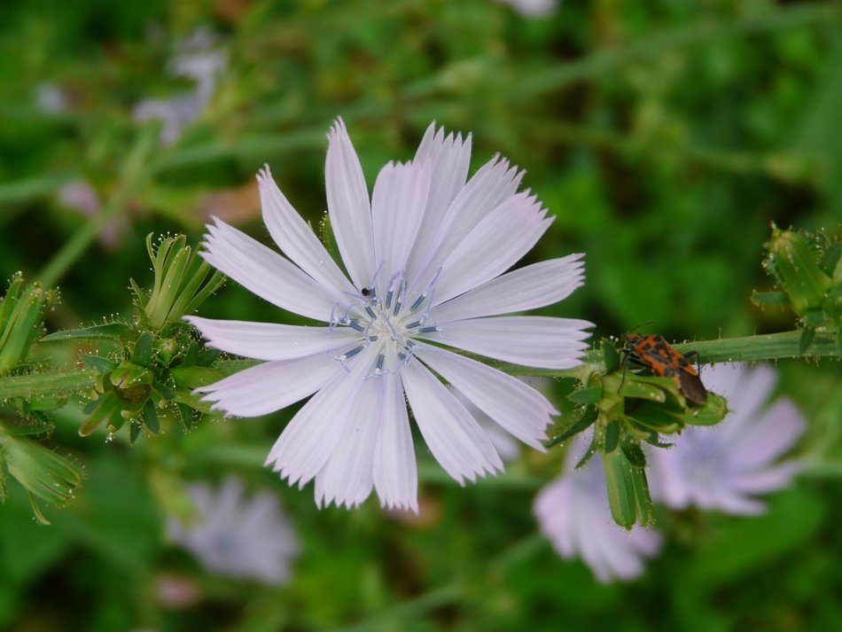 flowering chicory