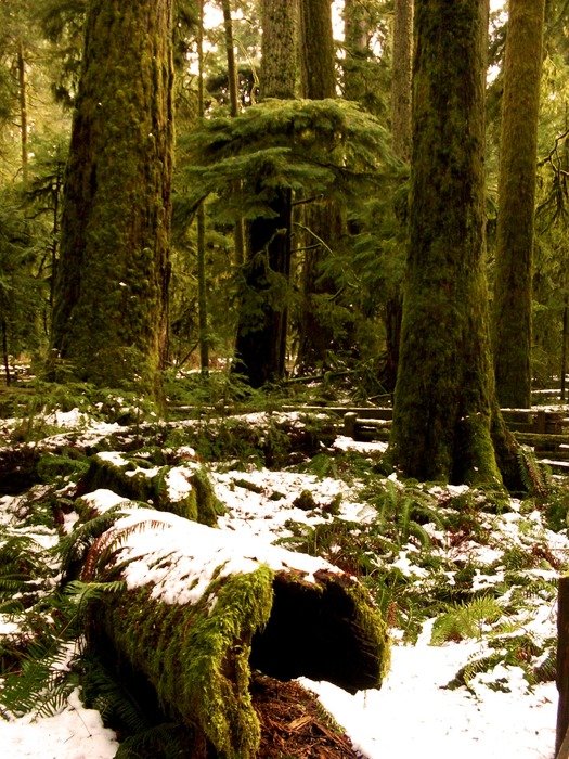 moss in the snow in the forest