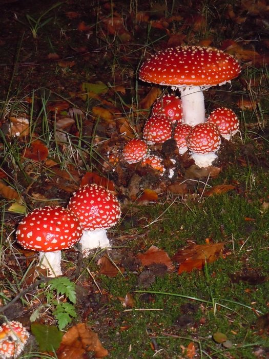 amanita on the ground in the forest