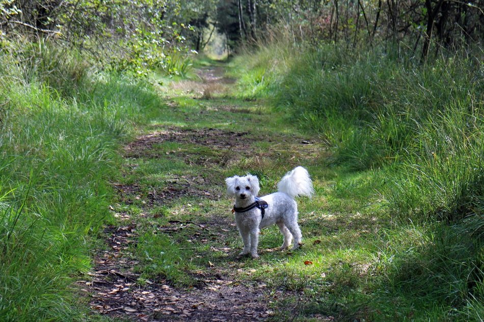 dog on a forest path