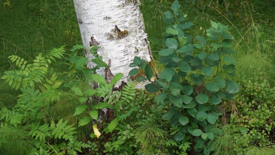 green forest cover near the tree