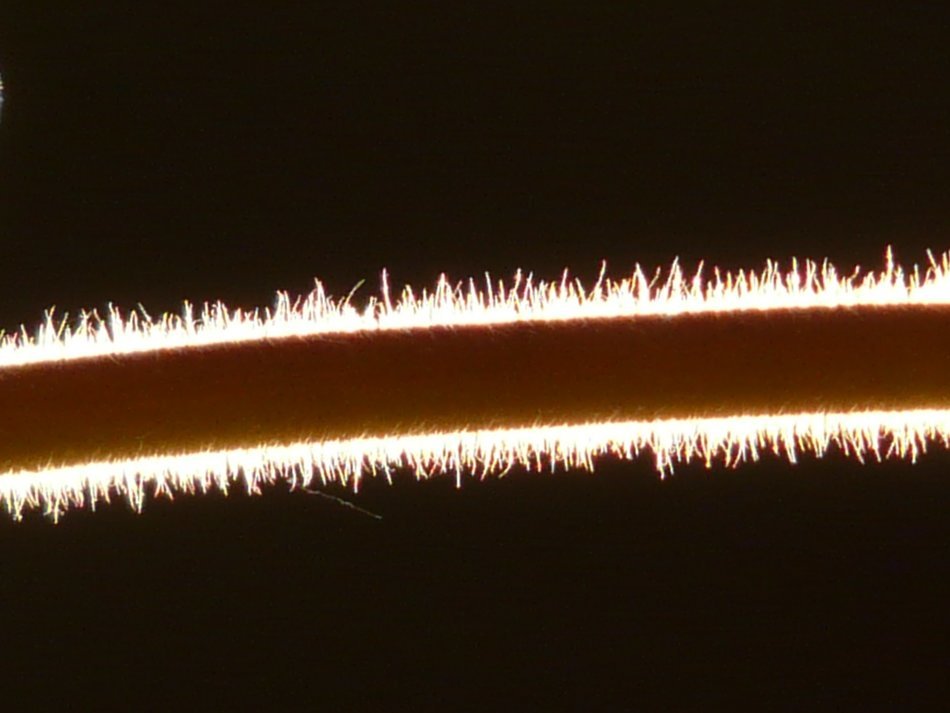 plant back light