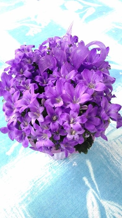 campanula, potted plant in bloom