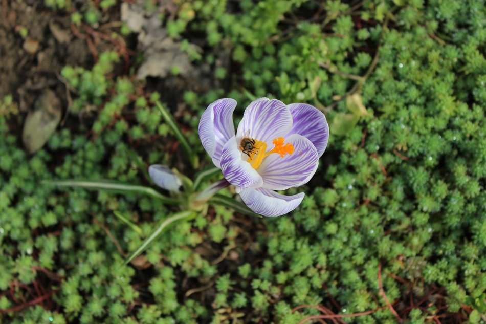 spring flower crocus greens bloom