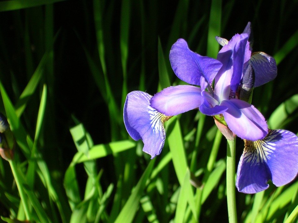 blue iris in the greenhouse