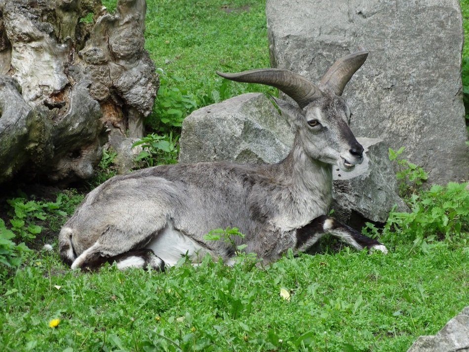 himalayan blue sheep in wildlife