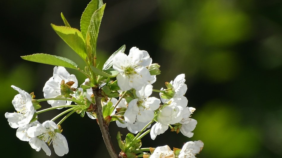 flowers of cherry at blurred green background