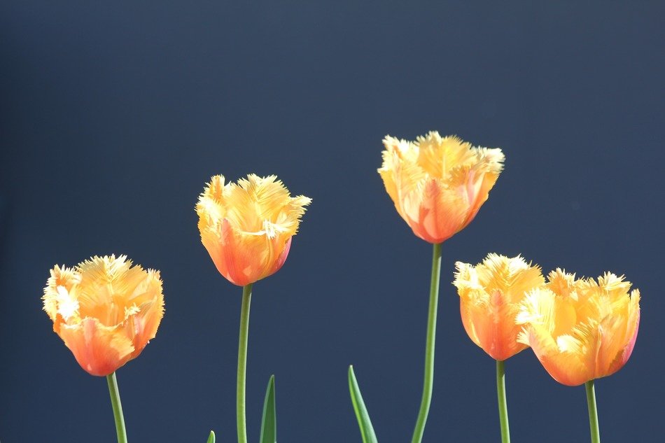 yellow tulips against the sky
