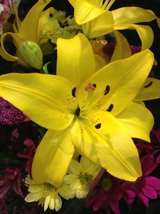 lily with yellow flowers, top vew