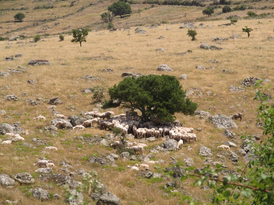 Landscape with the flock of sheep in Sardinia