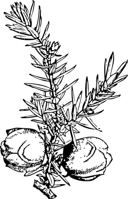 junipers plants