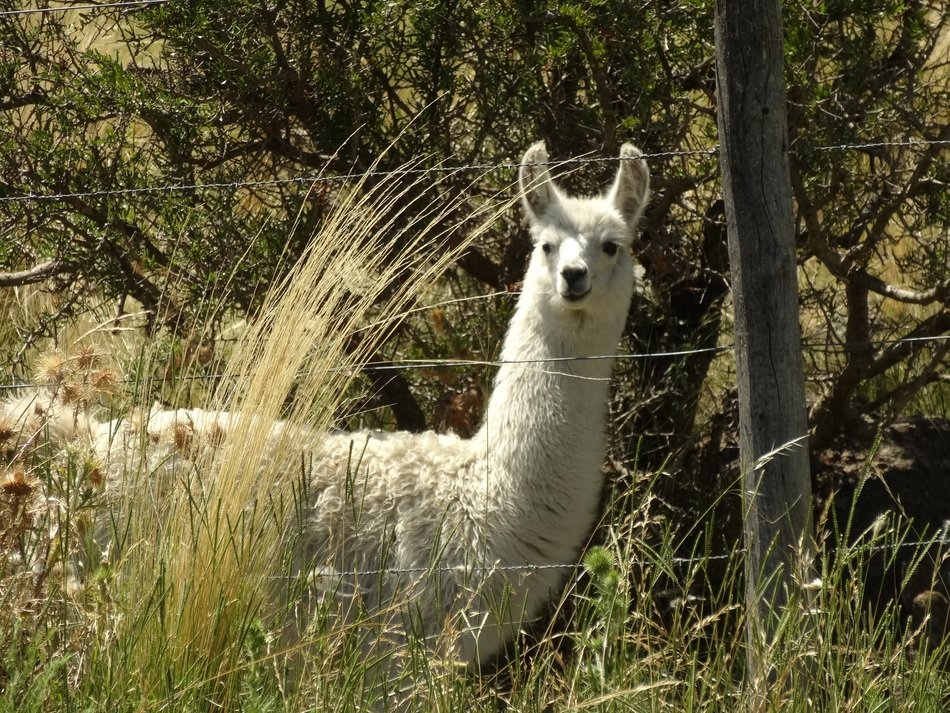 llama in Argentina