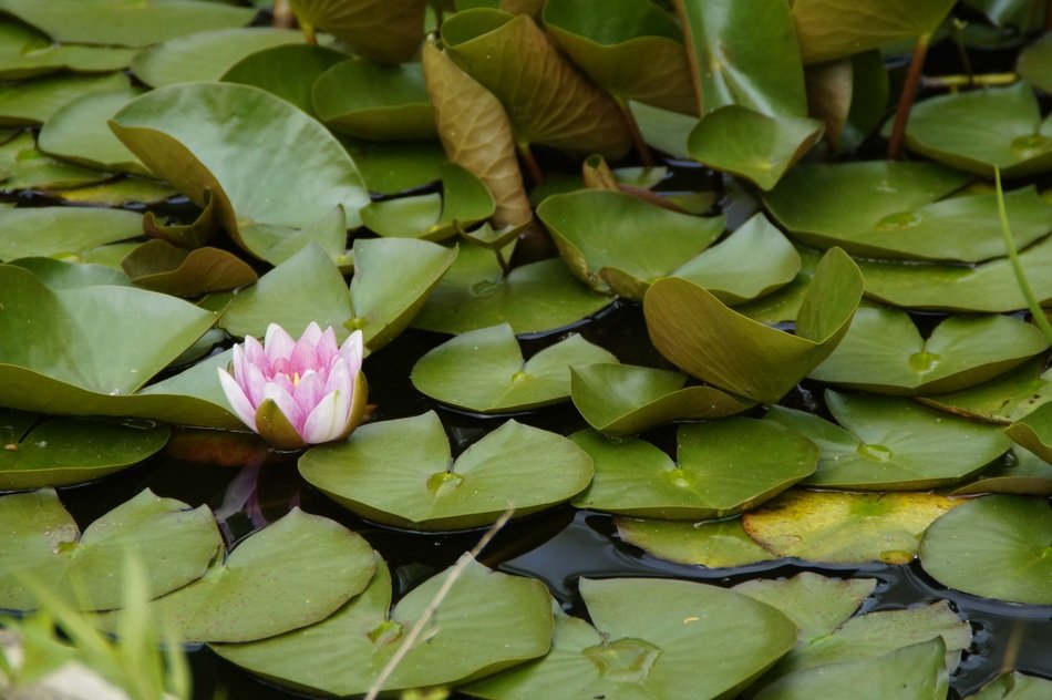 single pink lily on the pond
