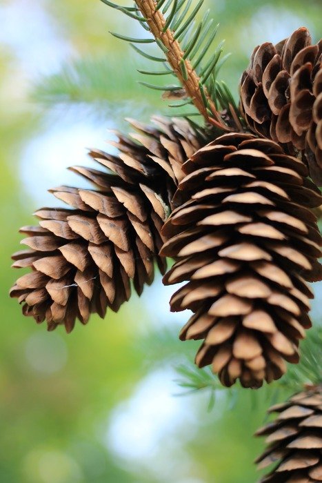 extraordinarily beautiful pine