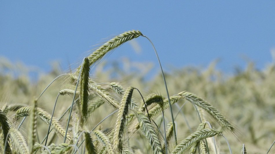Photo of cornfield