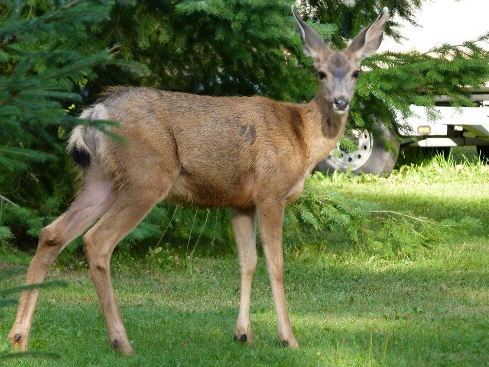 deer near the green bush