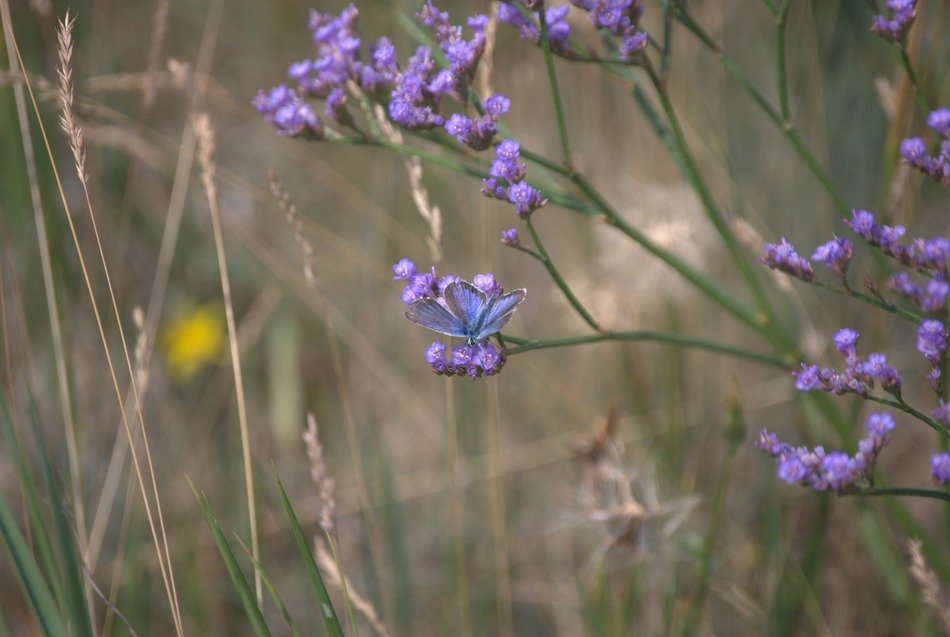 Beautiful Limonium, sea-lavender blooming plant with beautiful blue butterfly among the grass